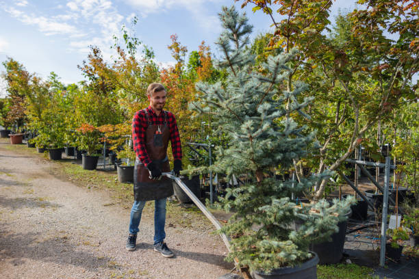 Best Tree Maintenance Programs  in Cologne, MN